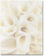White Calla Lillies Letterhead - 100 pack